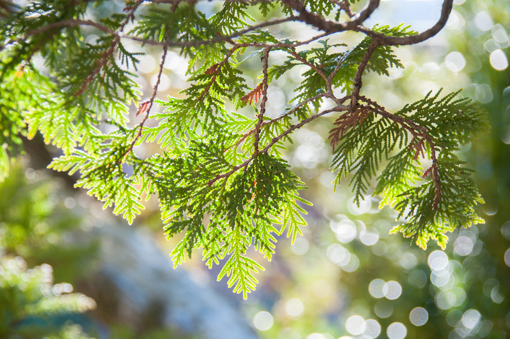 Polluters Help Pay for Restoration of Threatened Trees